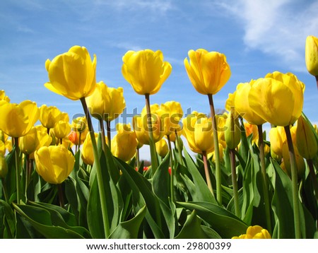 Tulips full of color, with a blue sky