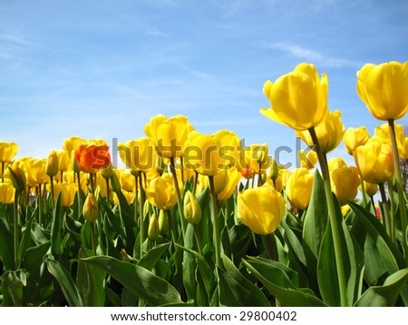 Tulips full of color, with a blue sky.  Stand out in a crowd.