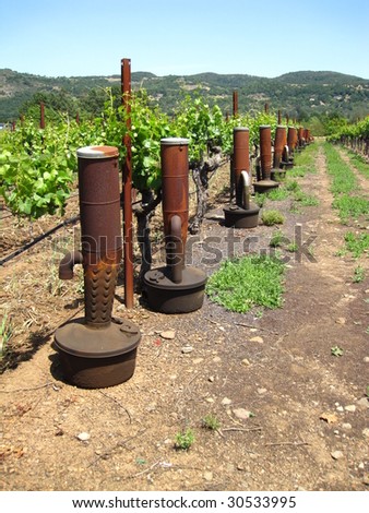 Attractive California vineyard with smug pots used to deal with frost