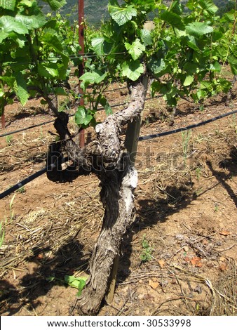 Trunk of an old grape vine in California\'s wine country