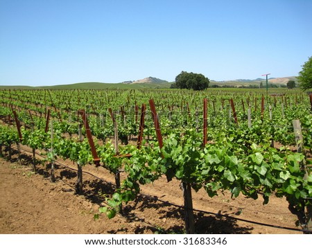 Attractive vineyard in Northern California\'s Napa Valley, with new spring growth on older vines