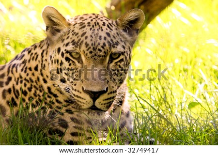 Beautiful leopard in the yellow lion grass
