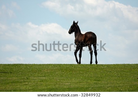 Young lipizzan colt on top of the world on a hillside