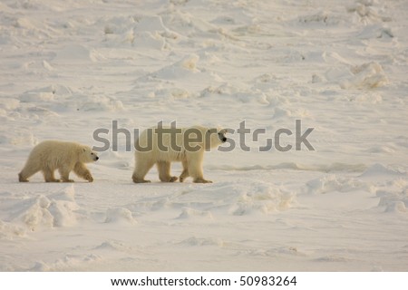 Mother polar bear and her cub walking across the arctic ice pack in search of food
