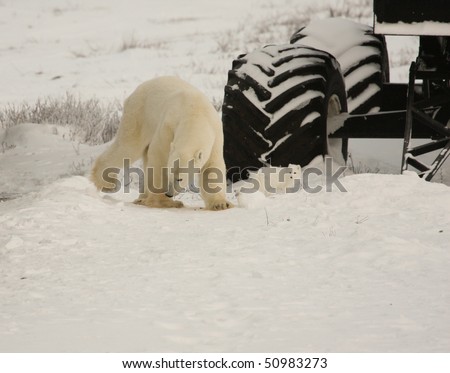 Polar bear and arctic fox share the food chain near Hudson Bay, Canada