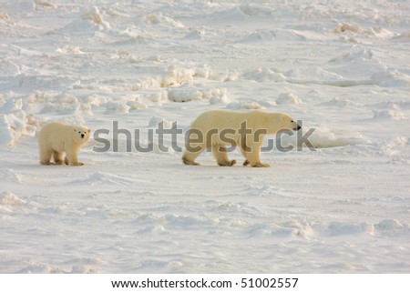 Polar bear mother and cub walking on the arctic tundra in search of food