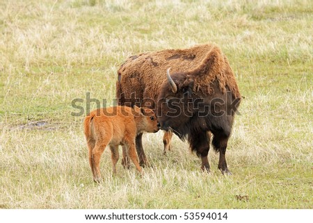 Buffalo Plains