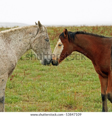 Attractive and healthy wild horses touching noses as friends