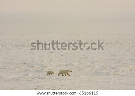 Polar bear mother and cub walking in the arctic in search of food near Hudson Bay.  The expanse of the frozen tundra is shown.