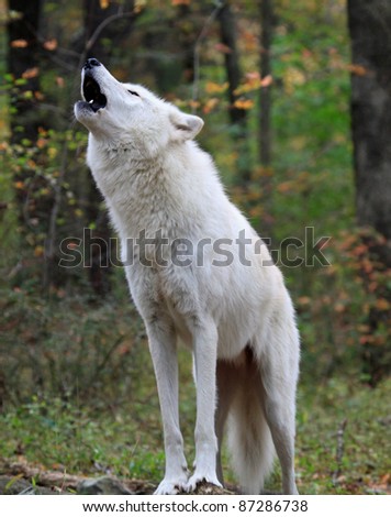 Healthy wild wolf in the woods, howling