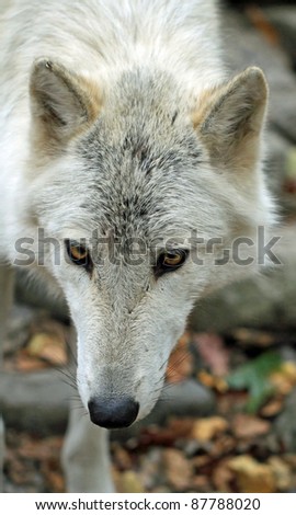 The eyes and ears of an alert wild wolf in the woods