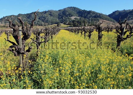 Beautiful ancient vines surrounded with yellow mustard in bloom in Napa Valley, California