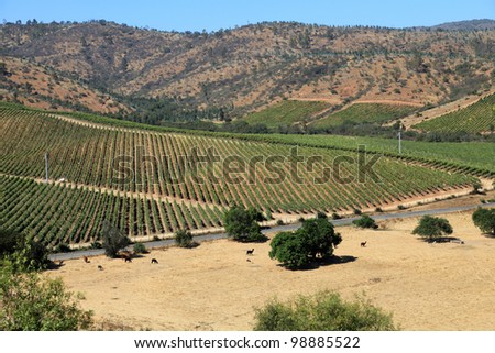 Harvest time in Chile\'s wine country