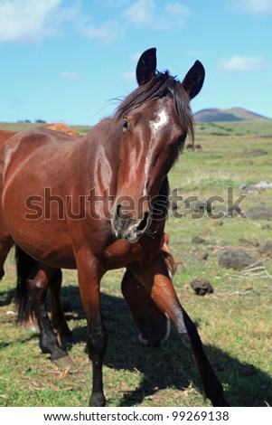 Beautiful wild horse on Easter Island in the South Pacific