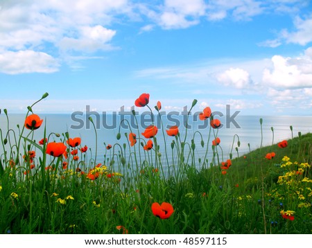 Blooming poppies, sea, clouds and blue sky
