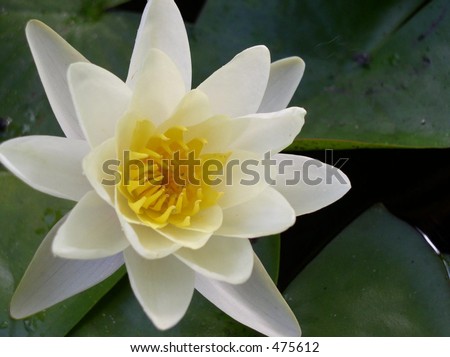 White Lily Pad