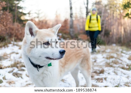 Woman hiking in white winter forest with akita dog. Recreation and healthy lifestyle outdoors in nature. Akita dog portrait on sunset.