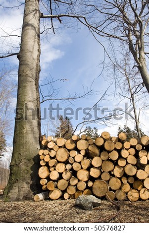 Deforestation area with pile of logs in forest and blue sky with fluffy clouds.