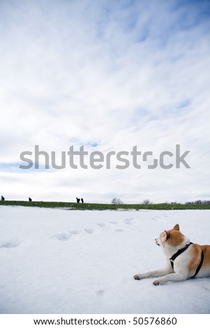 Japanese Akita dog looking after hiking people on early spring in mountains