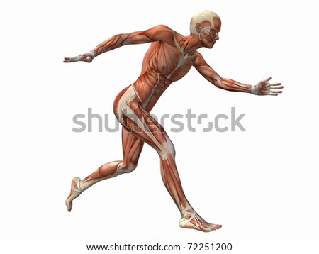 human anatomy chart. +human+body+anatomy+chart