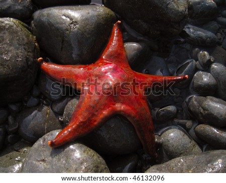 Exposed Red Sea Star at low tide in Glacier Bay, Alaska