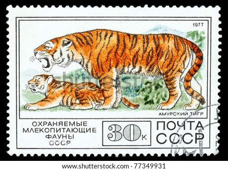USSR - CIRCA 1977: A Stamp printed in USSR shows image of a Tiger and Cub from the series \