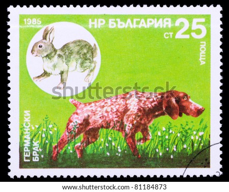 BULGARIA - CIRCA 1985: A stamp printed in Bulgaria shows german hound, circa 1985