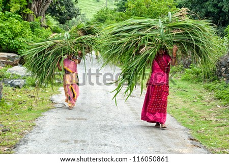 KUMBALGARH, INDIA-16 AUGUST: Two unidentified women carry big and heavy hay bale near Kubalgarh, India, on 16 august 2008. In India women commonly do hard works like this especially in rural areas