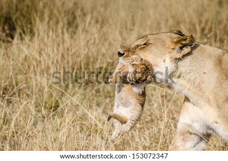 Wild lioness with her 1 week old cub in the mouth, brings him in a new hiding place