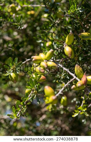 Branch of argan tree full of fresh and green fruits. Argan fruits are used for cosmetic products