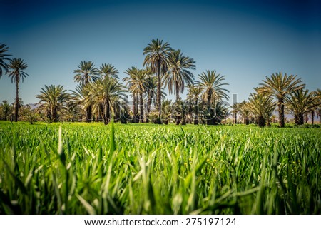 Green plantation of palm trees