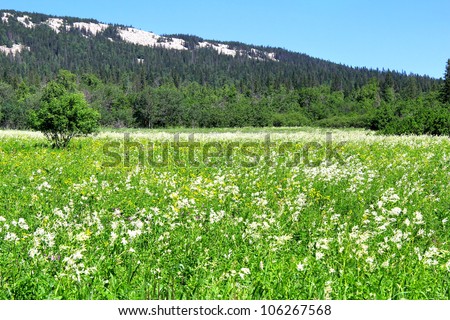 Alpine meadows in the Urals