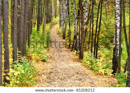 Path in an autumn wood studded with yellow leaves
