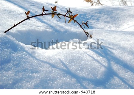 Little branch with nice curve in the snow