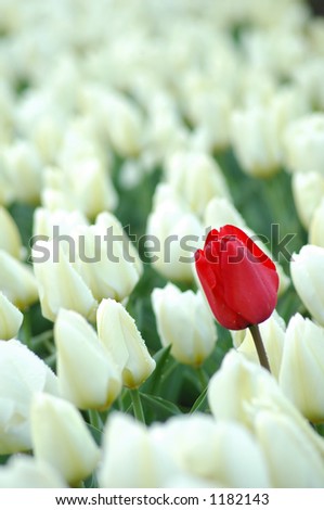Single red tulip in between white tulips, metaphor of leadership and dare to be different