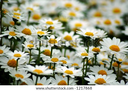 White Flowers background