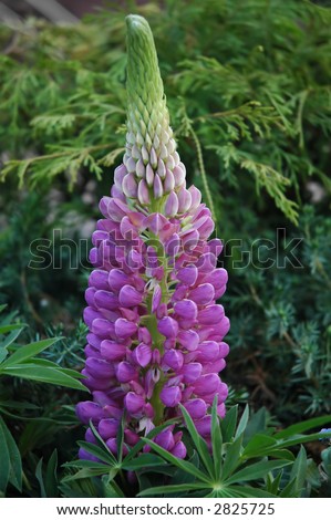 Purple Cone Flower