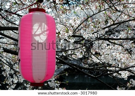 cherry tree drawing in blossom. cherry tree blossom japan.