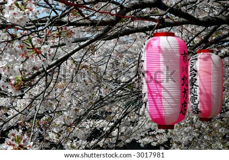 Japanese lanterns on cherry blossom trees
