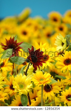 Red sunflower in between yellow sunflowers