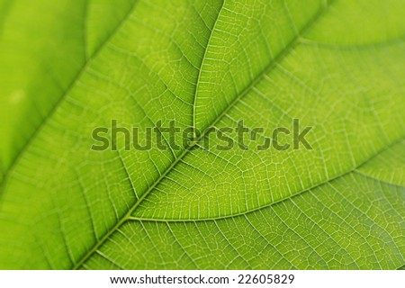 Green Leaf Details