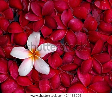 Pink and red plumeria