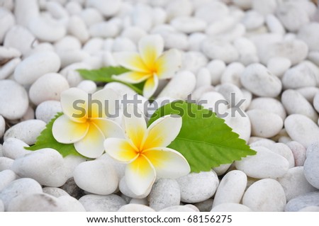 White frangipani on white pebbles