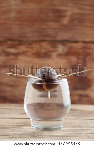 Avocado seed with root in glass with water Ã?Â¢?? second growth stage of avocado plant