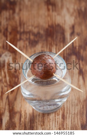 Avocado seed in glass with water Ã?Â¢?? first growth stage of avocado plant