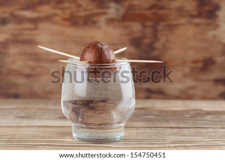 Avocado seed in glass with water first growth stage of avocado plant