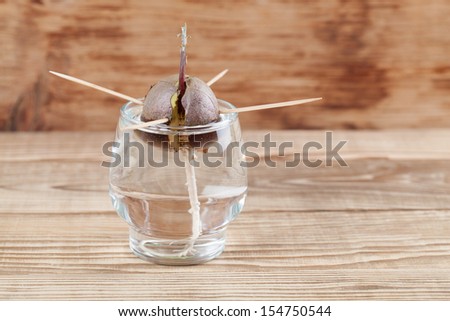 Avocado seed with root and sprout in glass with water Ã?Â¢?? third growth stage of avocado plant