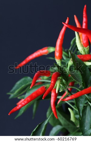 Chili Pepper Plant. stock photo : Close-up of chili pepper plant. Shallow dof