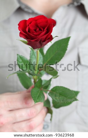 Red rose in mans hand. Focus on rose