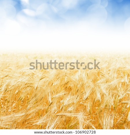 Agricultural field, land. Wheat field, blue sky. Harvest background